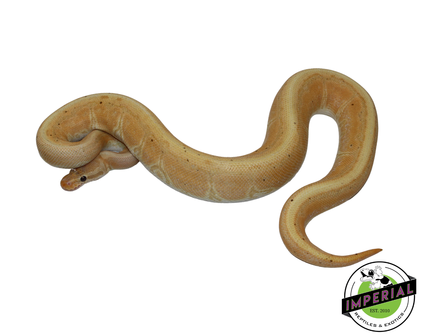 Banana Pinstripe Ball Python