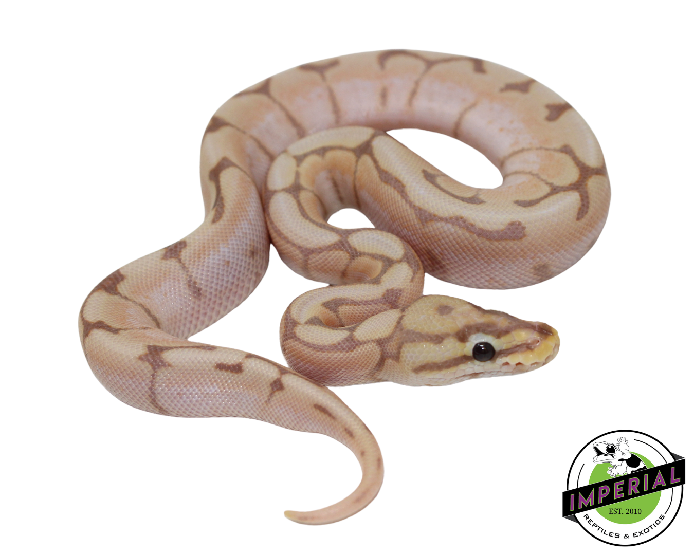 Banana Spider Ball Python Baby — image 2