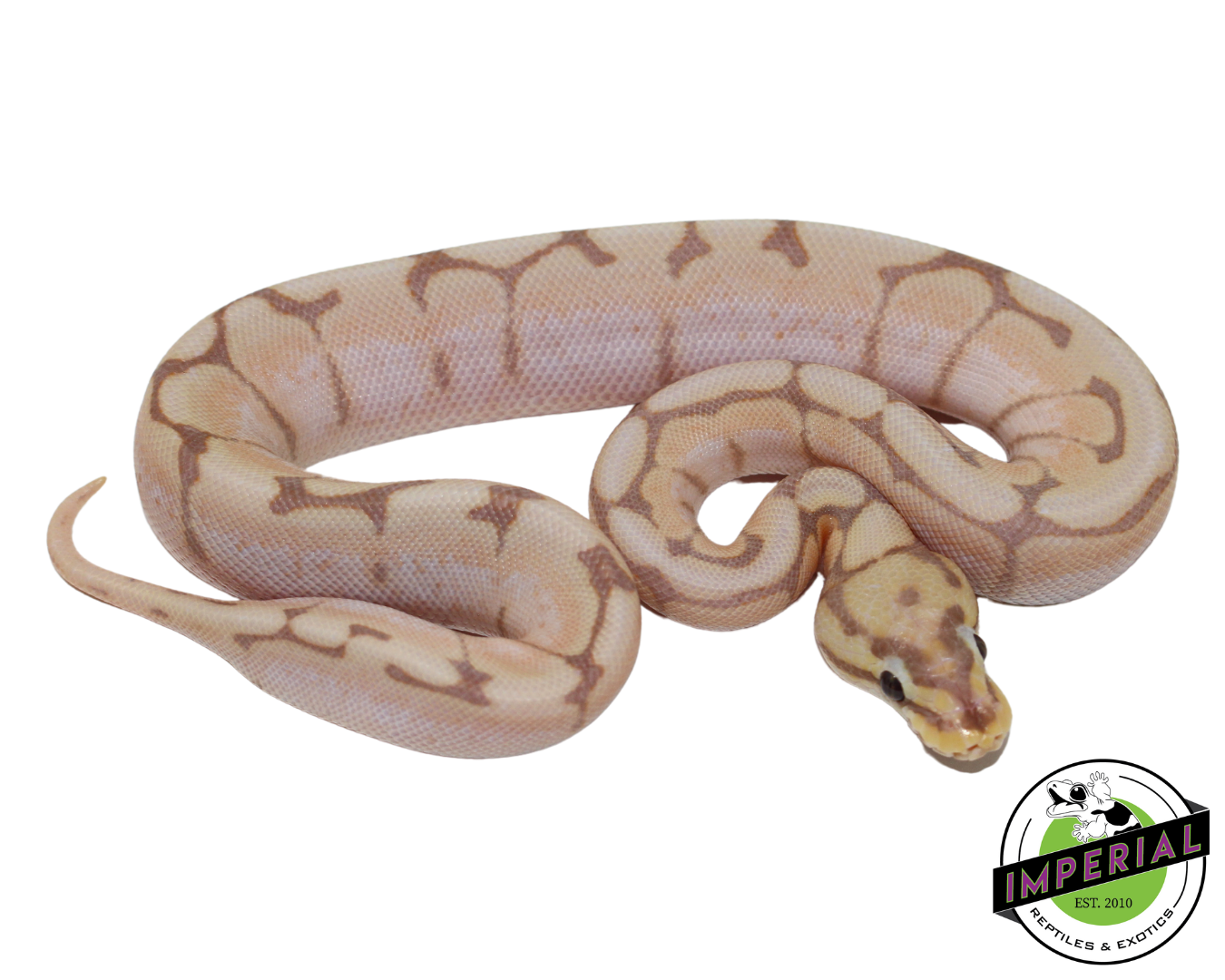 Banana Spider Ball Python Baby — image 3
