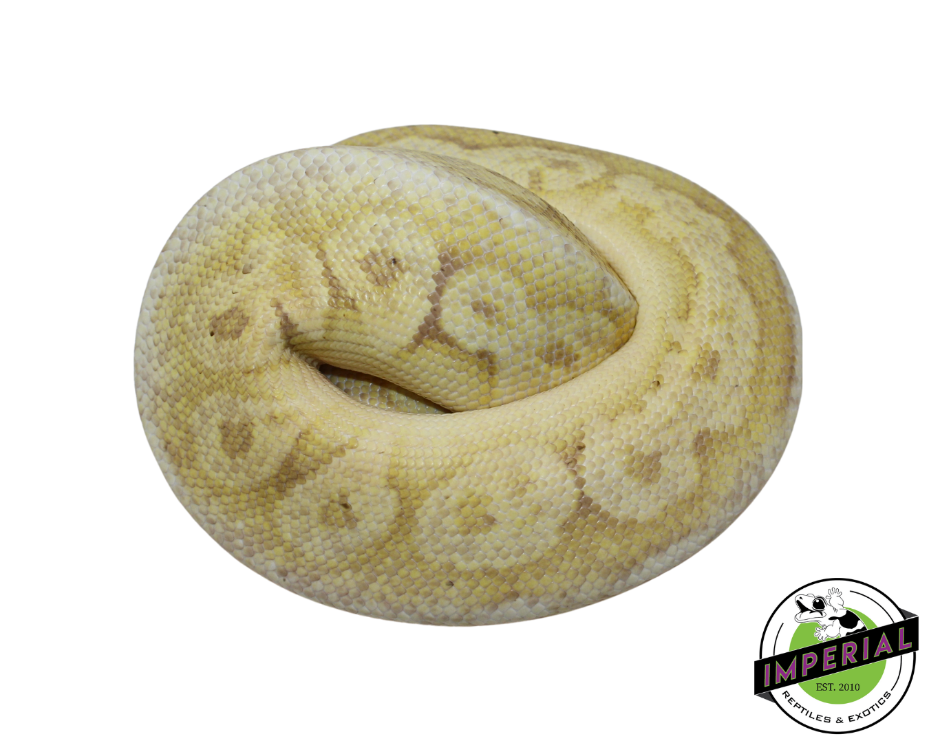 Banana Sterling Ball Python Male (#112624-09)