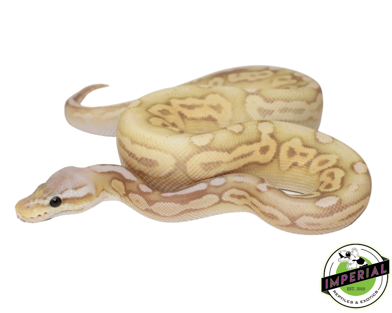 Banana Sterling Ball Python