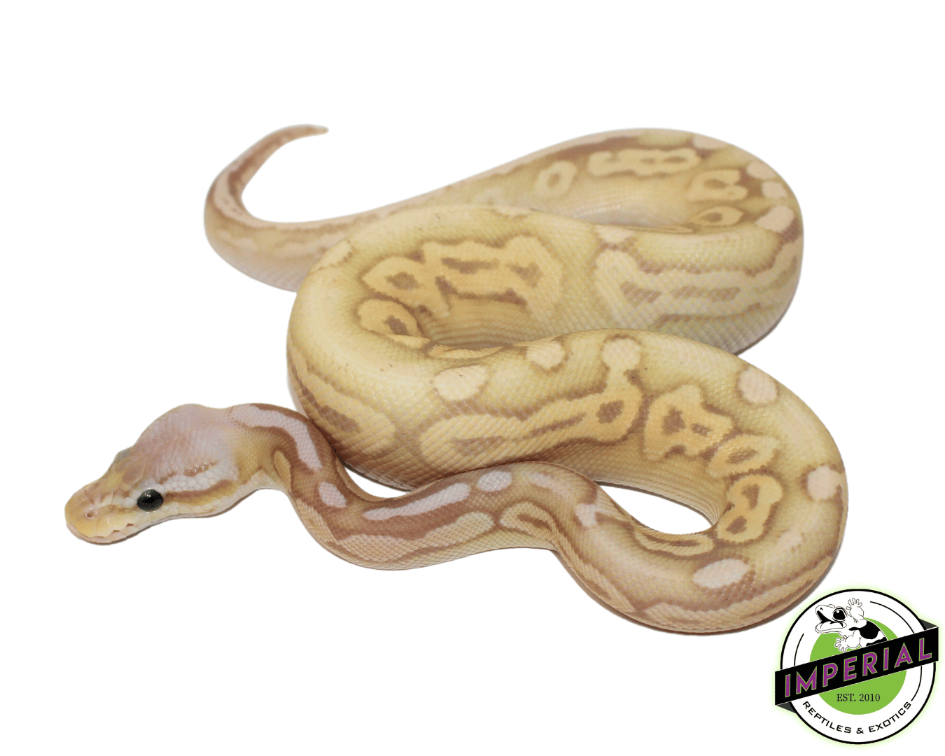 Banana Sterling Ball Python — image 2