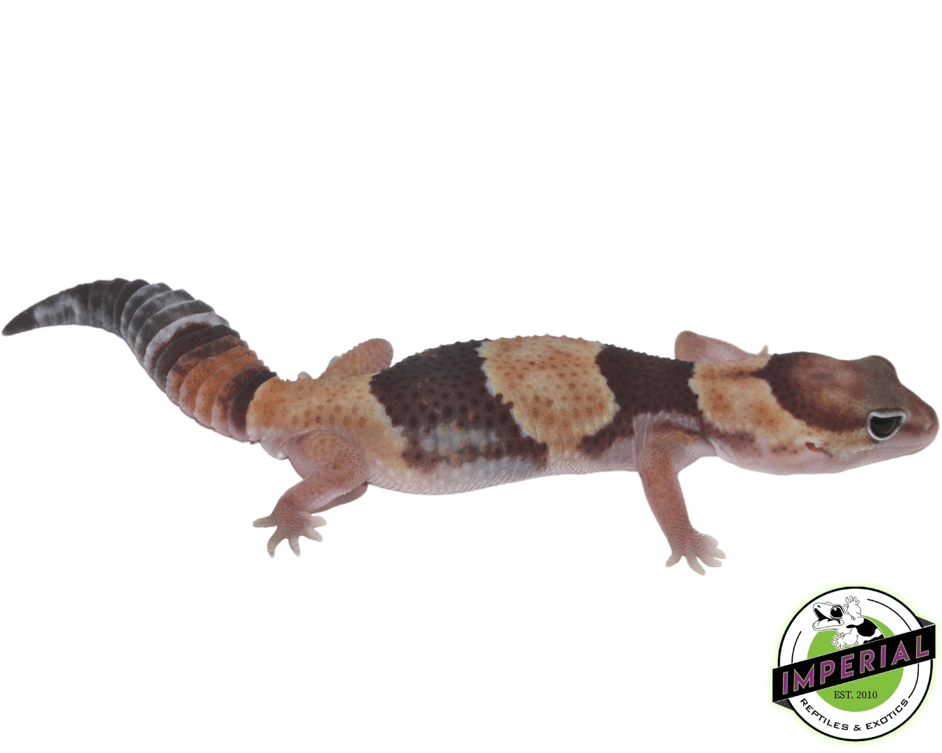 Banded African Fat Tail Gecko Adult