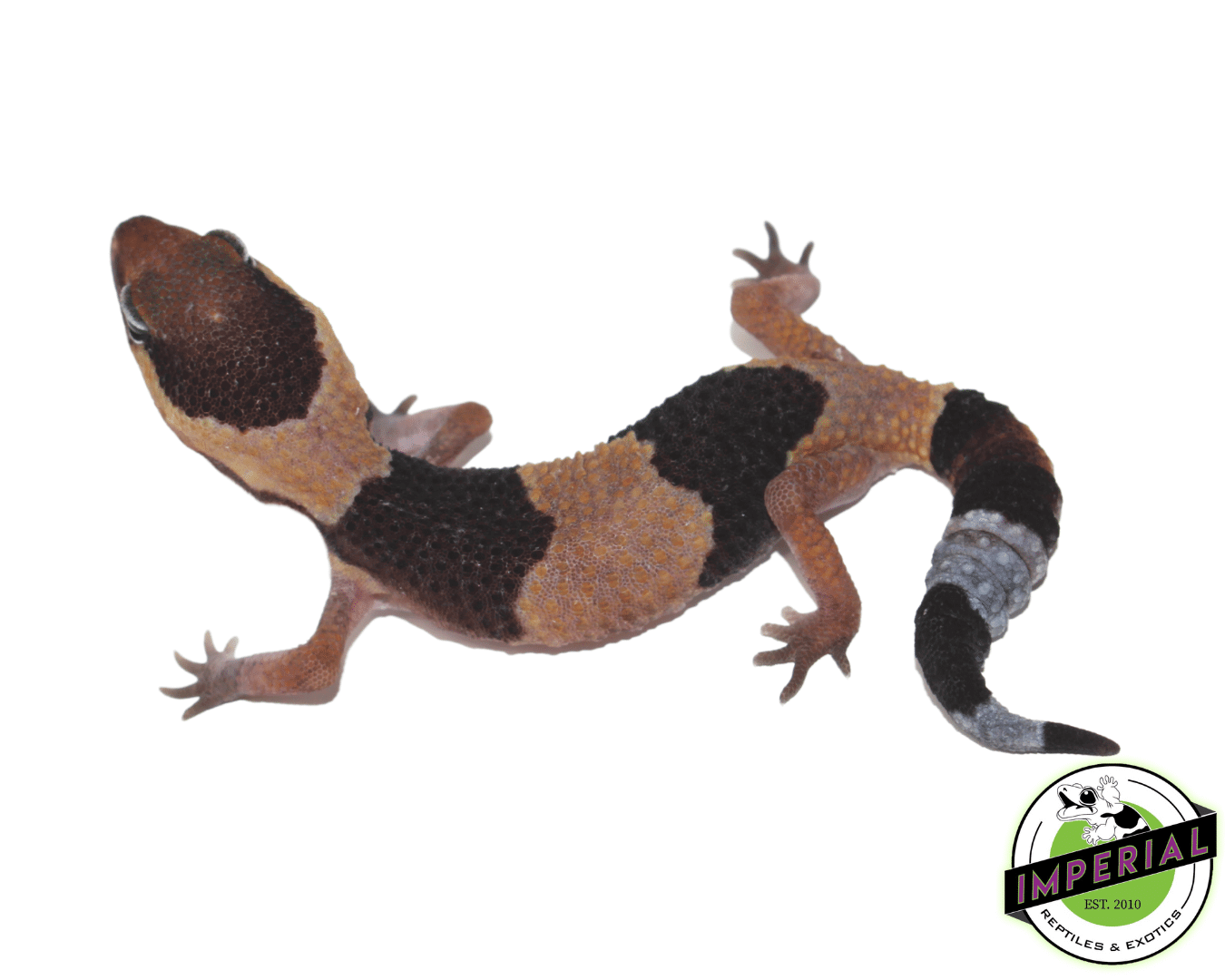 Banded African Fat Tail Gecko Baby — image 2