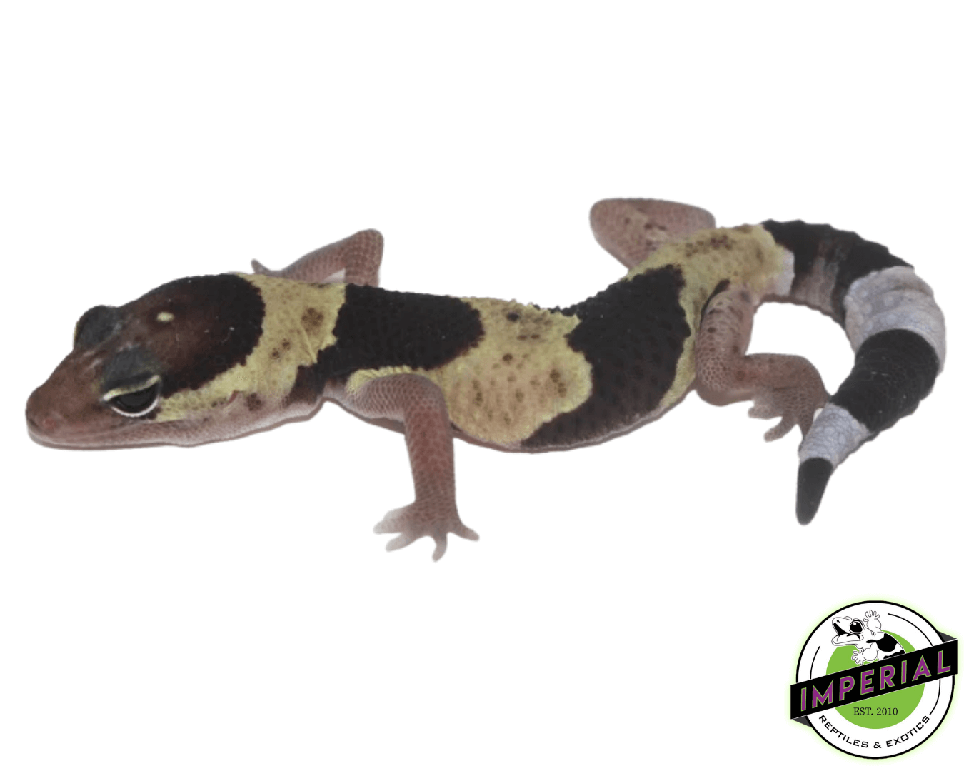 Banded African Fat Tail Gecko Baby