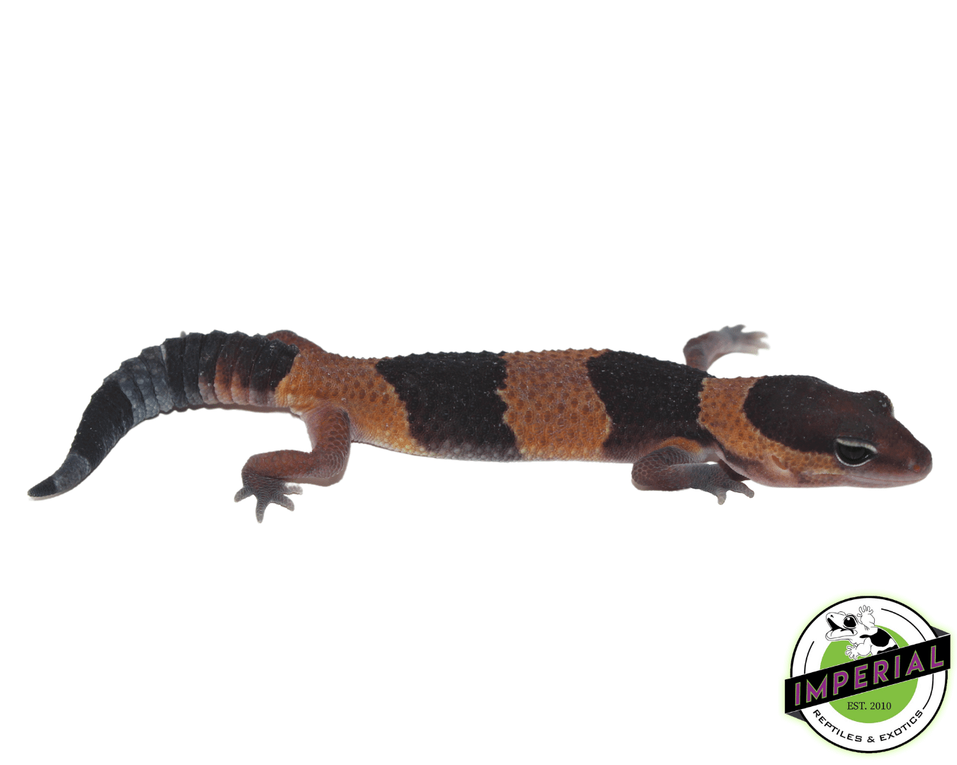 Banded African Fat Tail Gecko