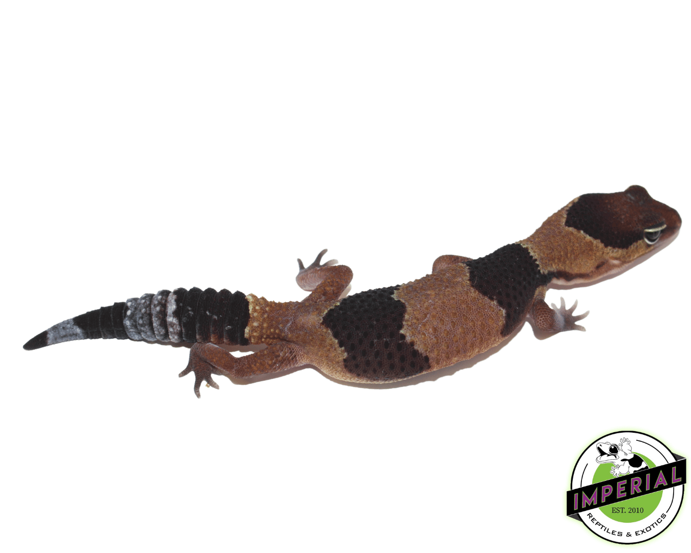 Banded African Fat Tail Gecko — image 2