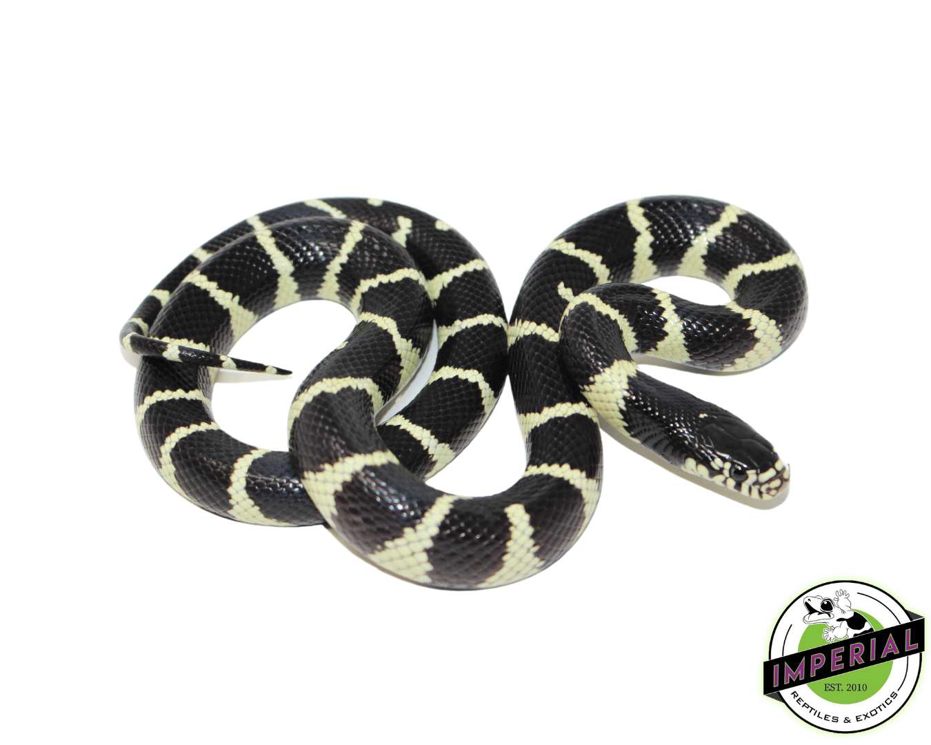 Banded California Kingsnake Baby — image 2