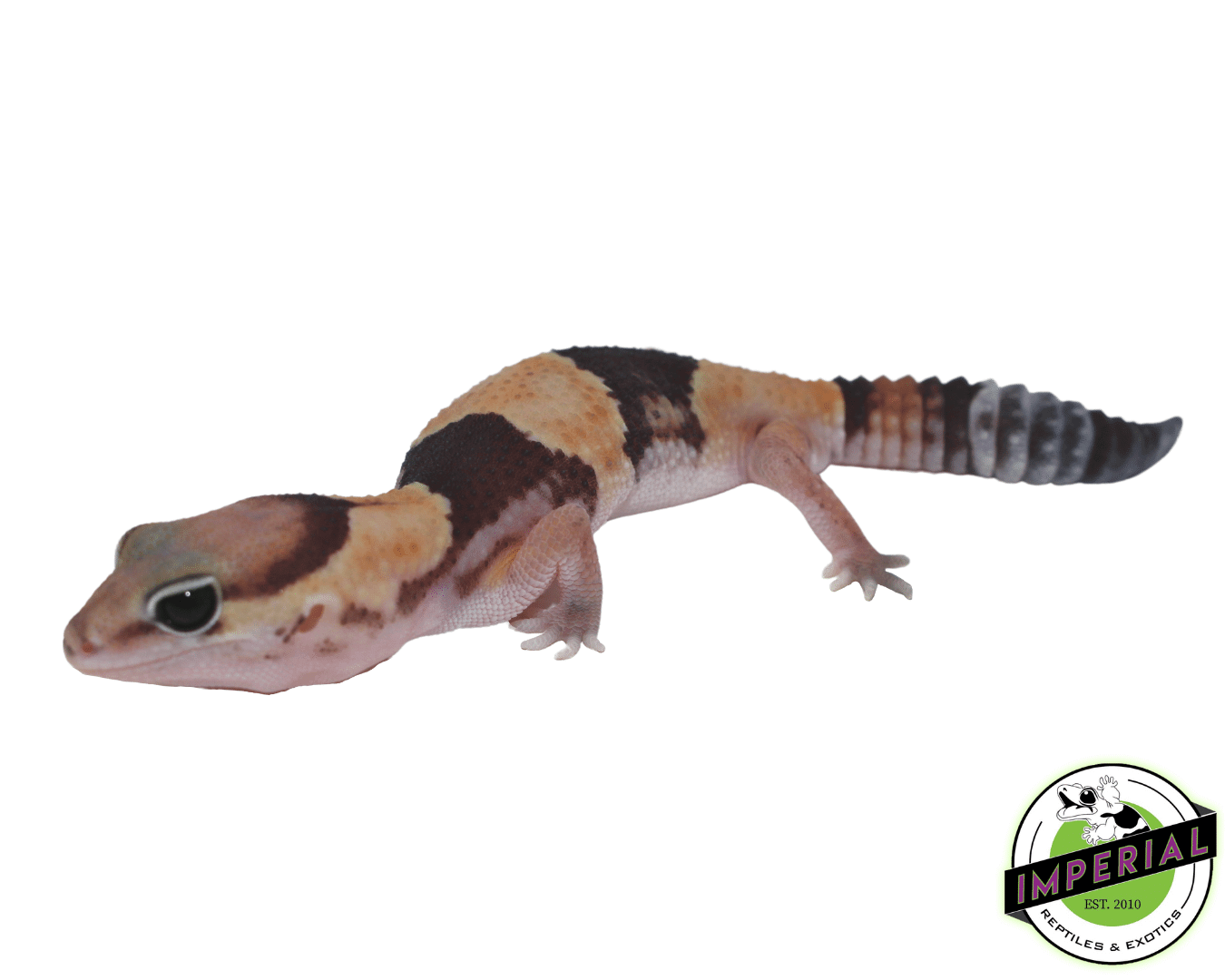 Banded ph Amel Zulu African Fat Tail Gecko