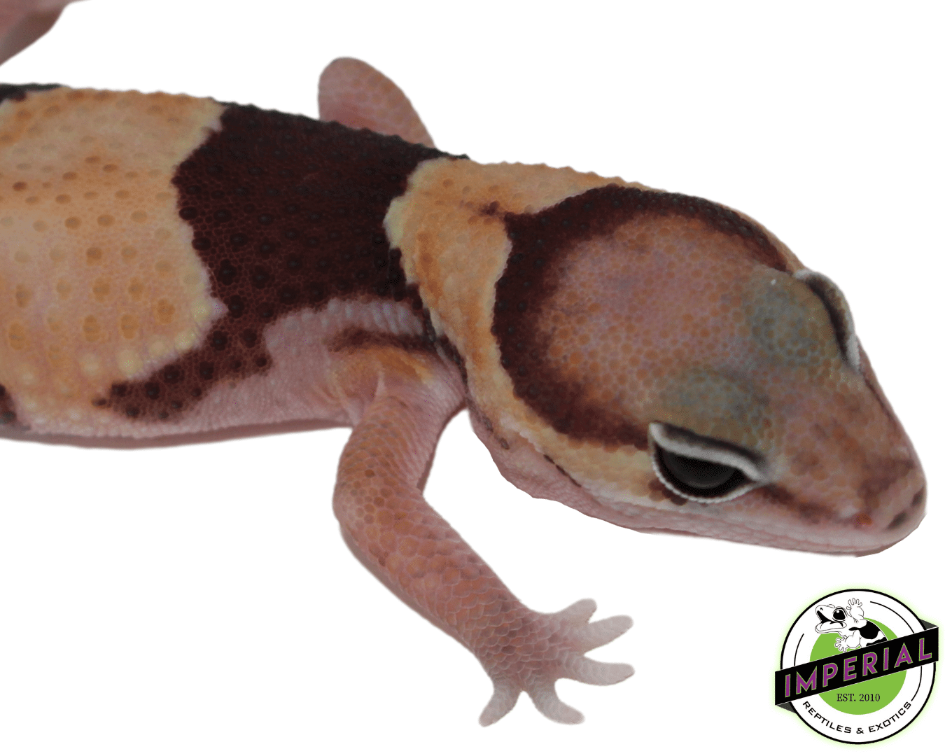Banded ph Amel Zulu African Fat Tail Gecko — image 2