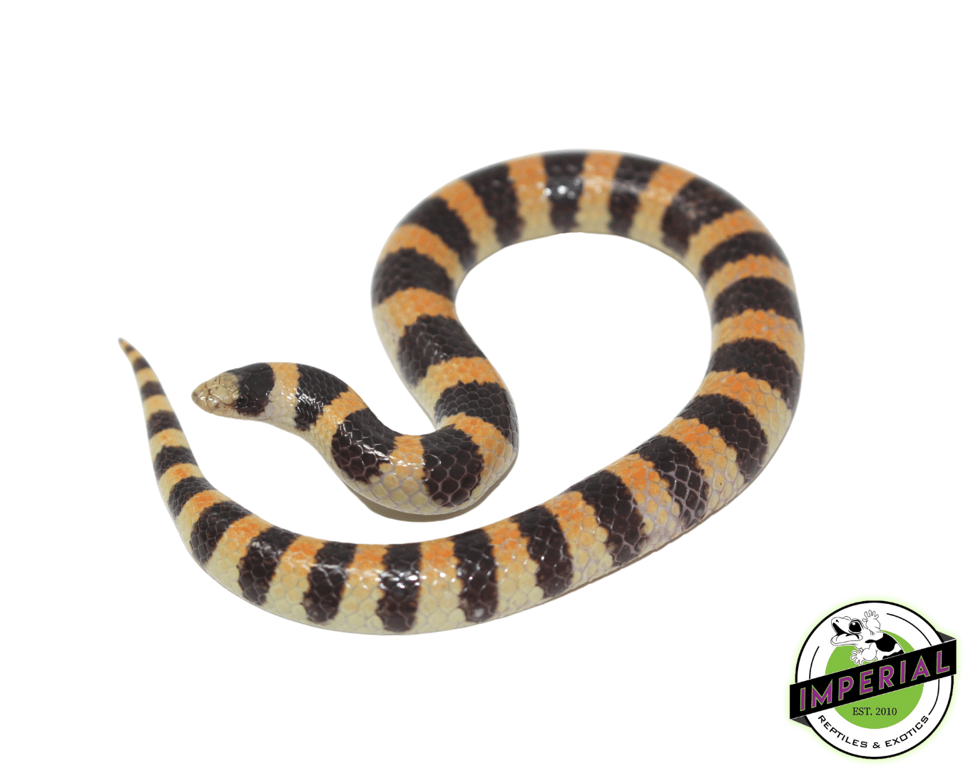 Banded Sand Snake