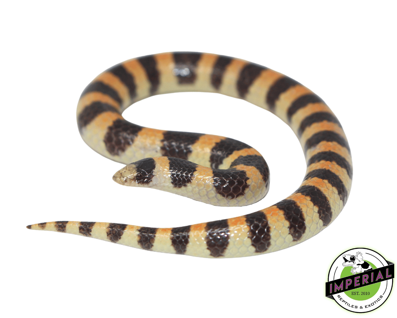 Banded Sand Snake — image 2