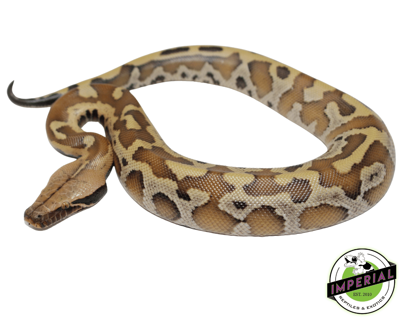 Bangka Blood Python Baby