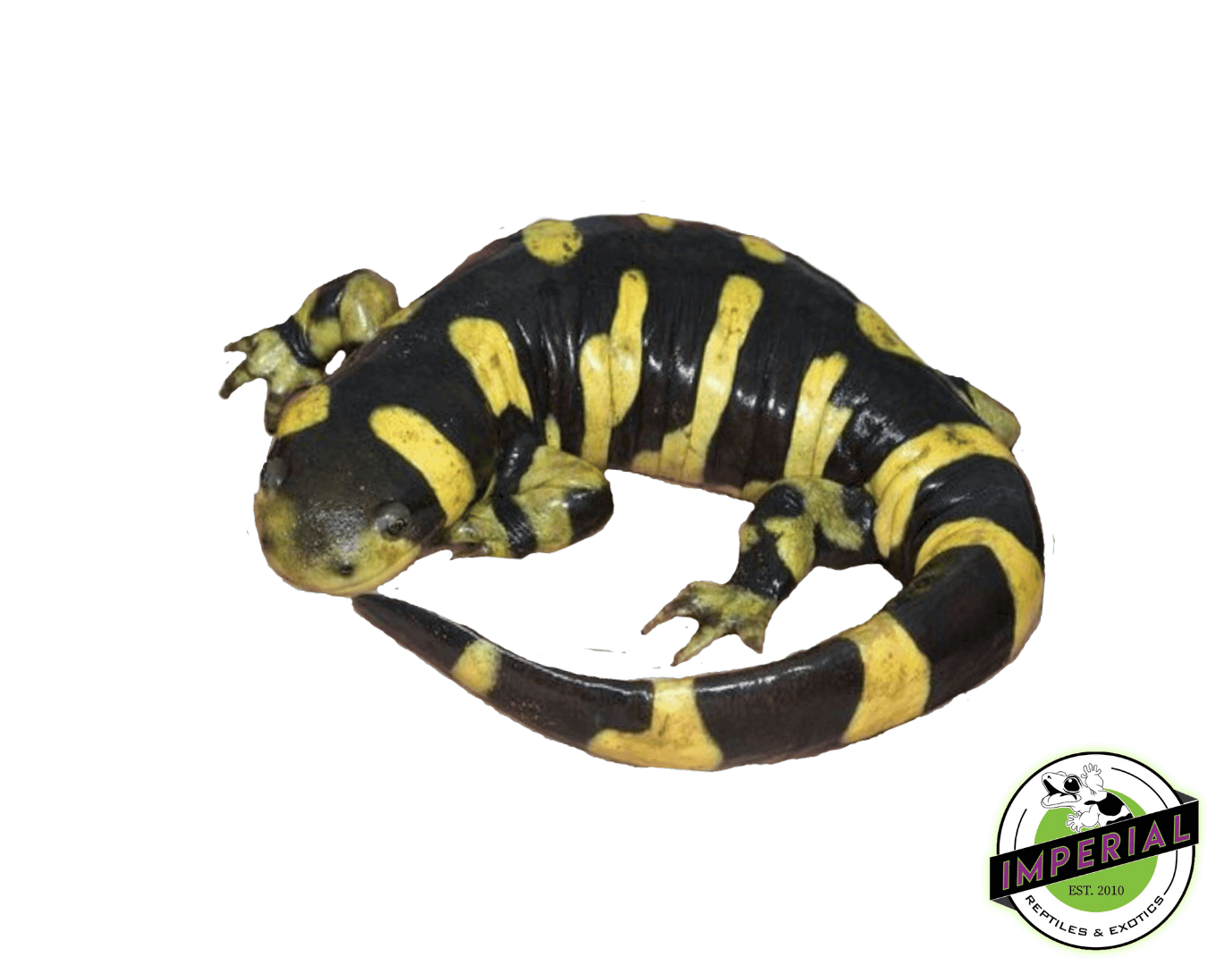 Barred Tiger Salamander