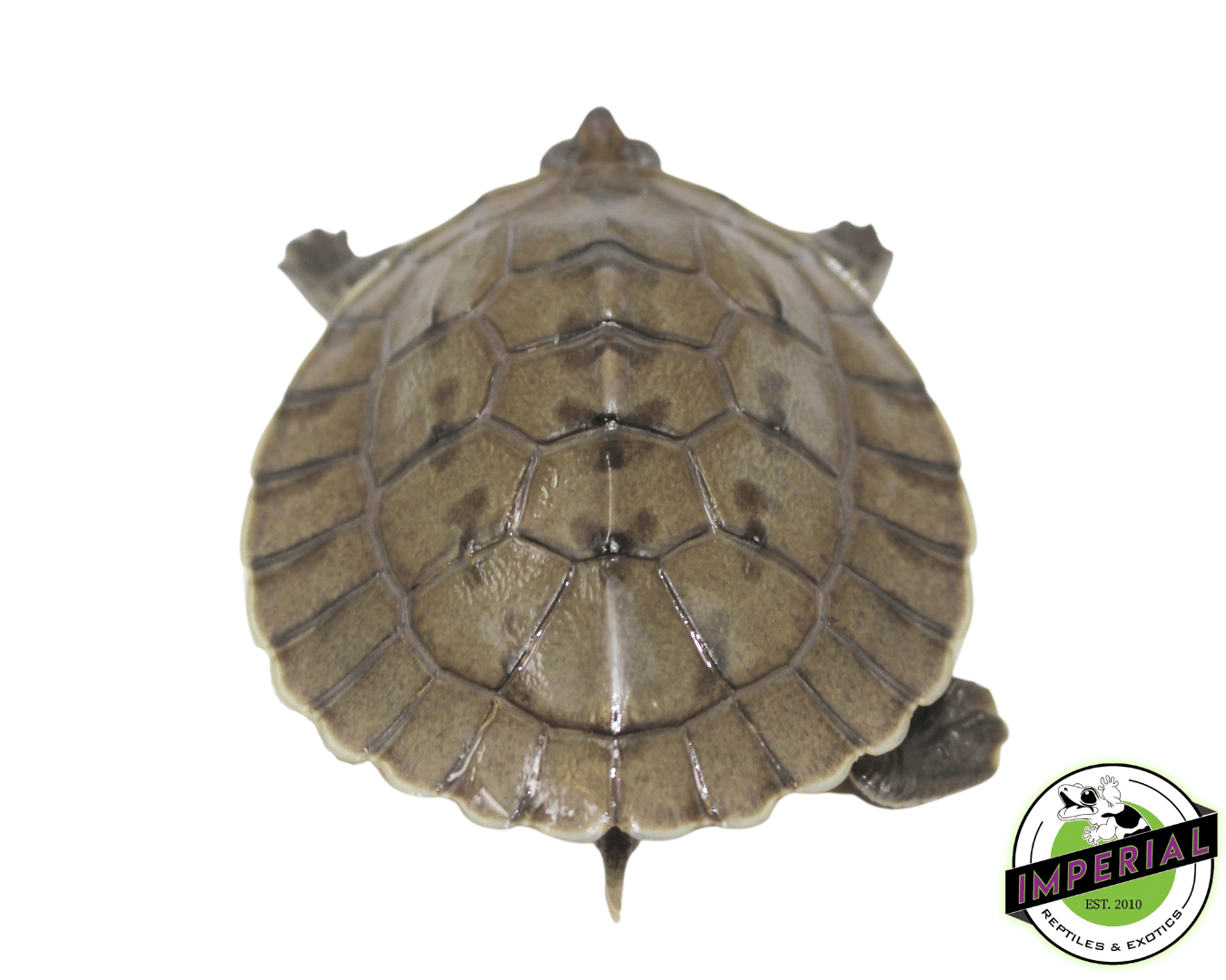 Batagur borneoensis ' Painted River Terrapin ' — image 2