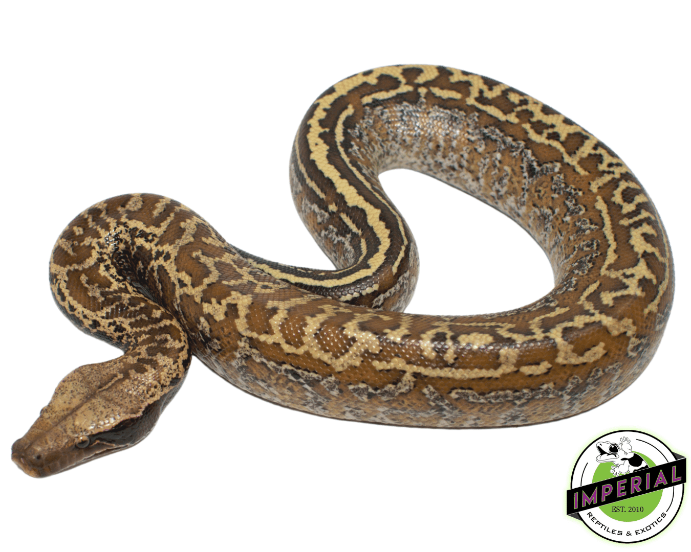 Batik Blood Python
