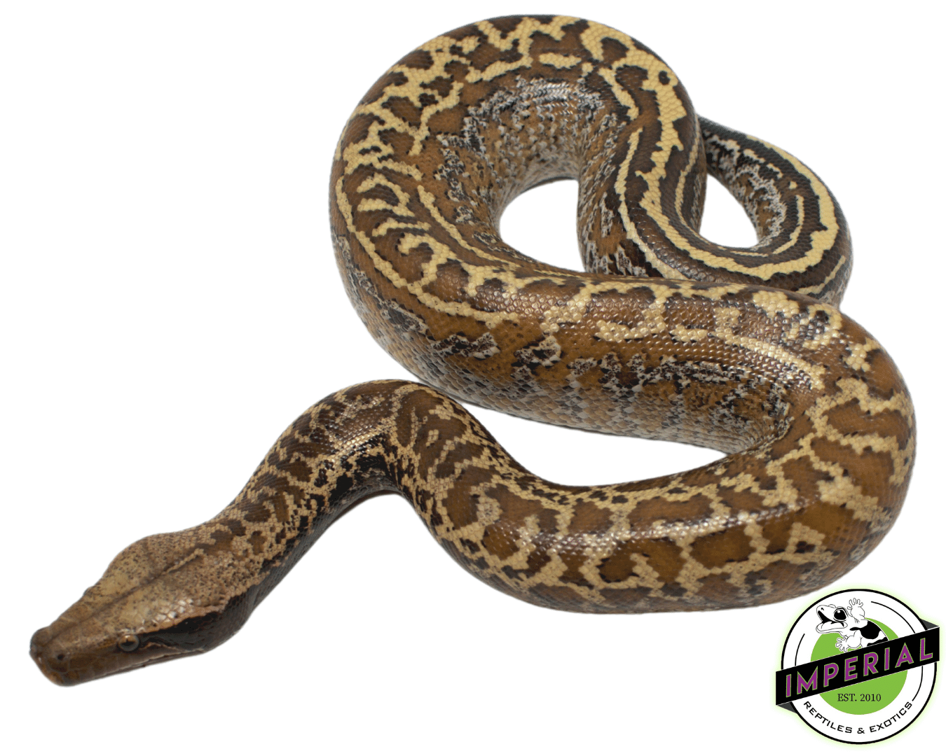 Batik Blood Python — image 2