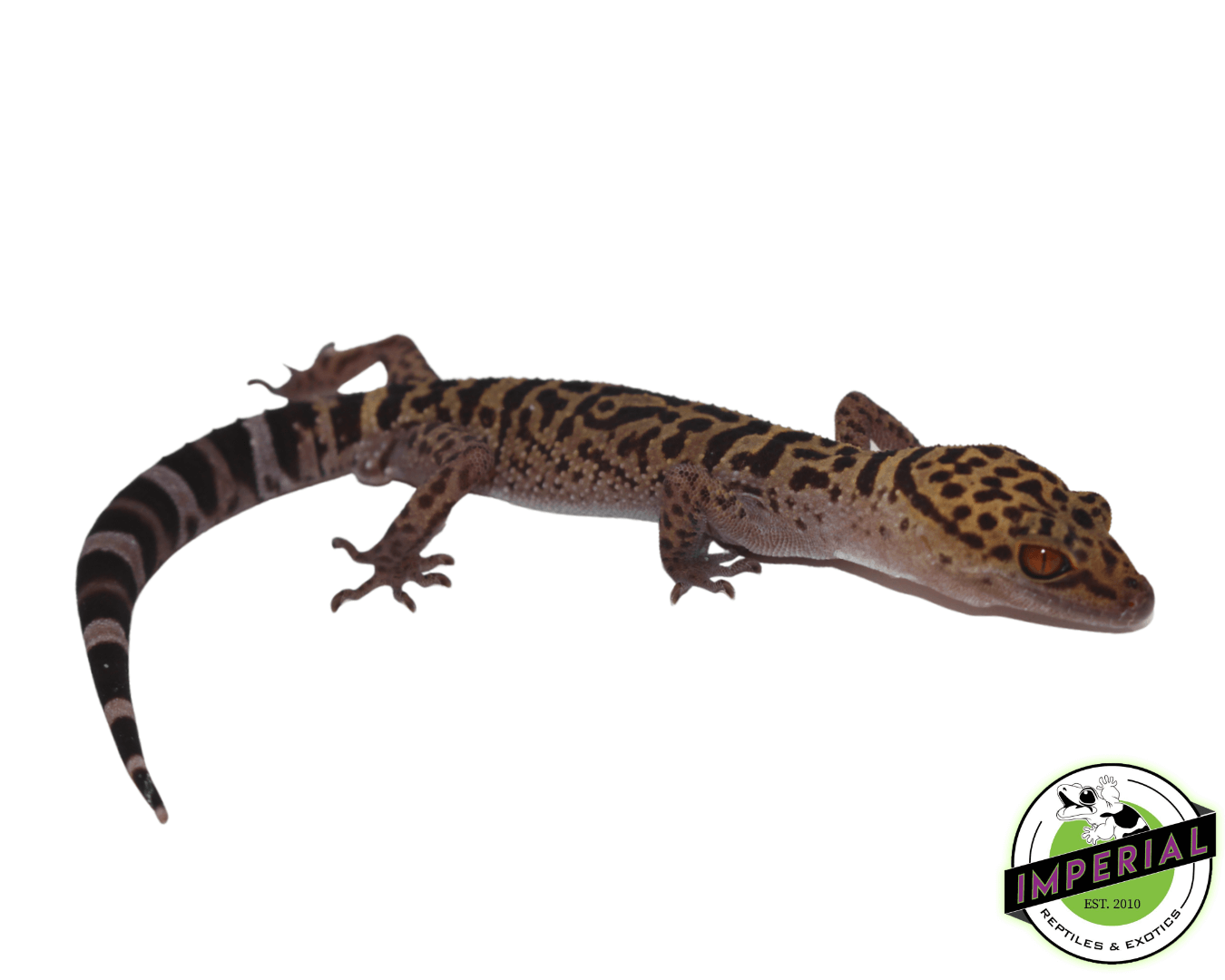 Bawang Cave Gecko (Goniurosaurus bawanglingensis) — image 2