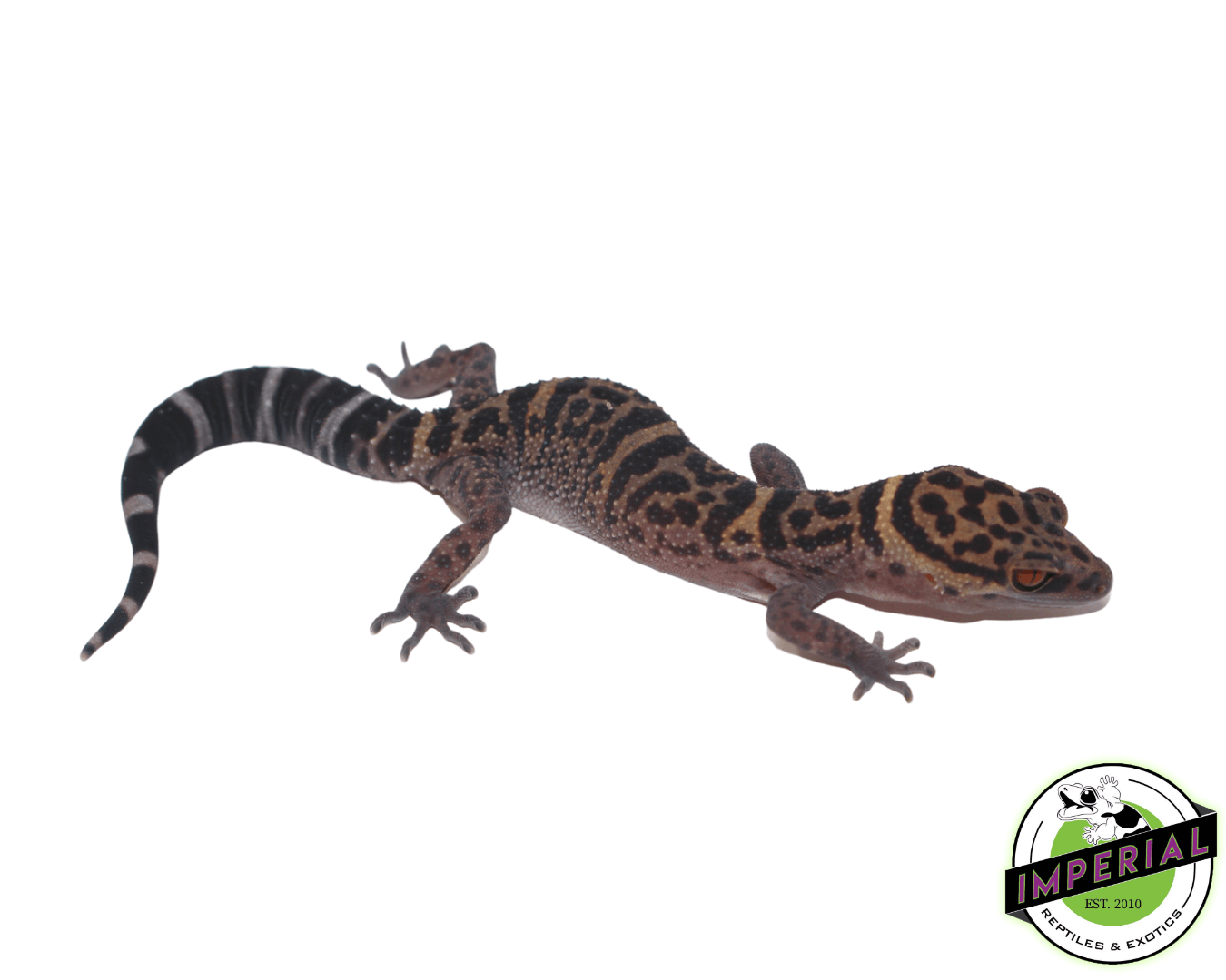 Bawang Cave Gecko (Goniurosaurus bawanglingensis)