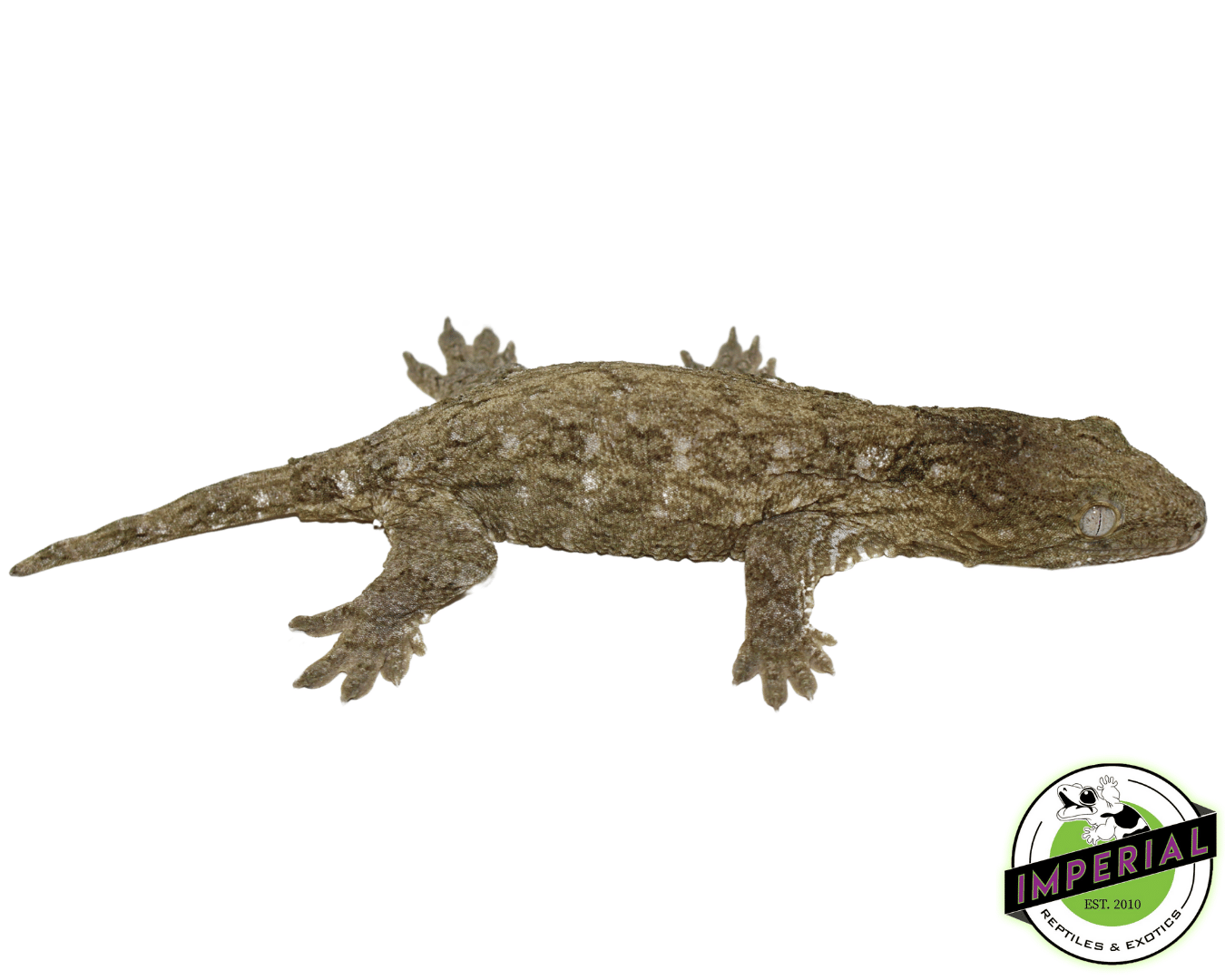 Bayonnaise Leachianus Gecko (#12324-05)