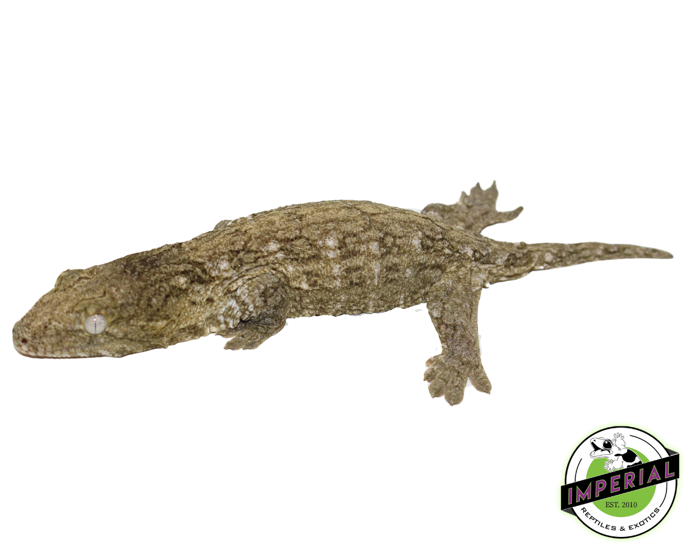 Bayonnaise Leachianus Gecko (#12324-05) — image 2