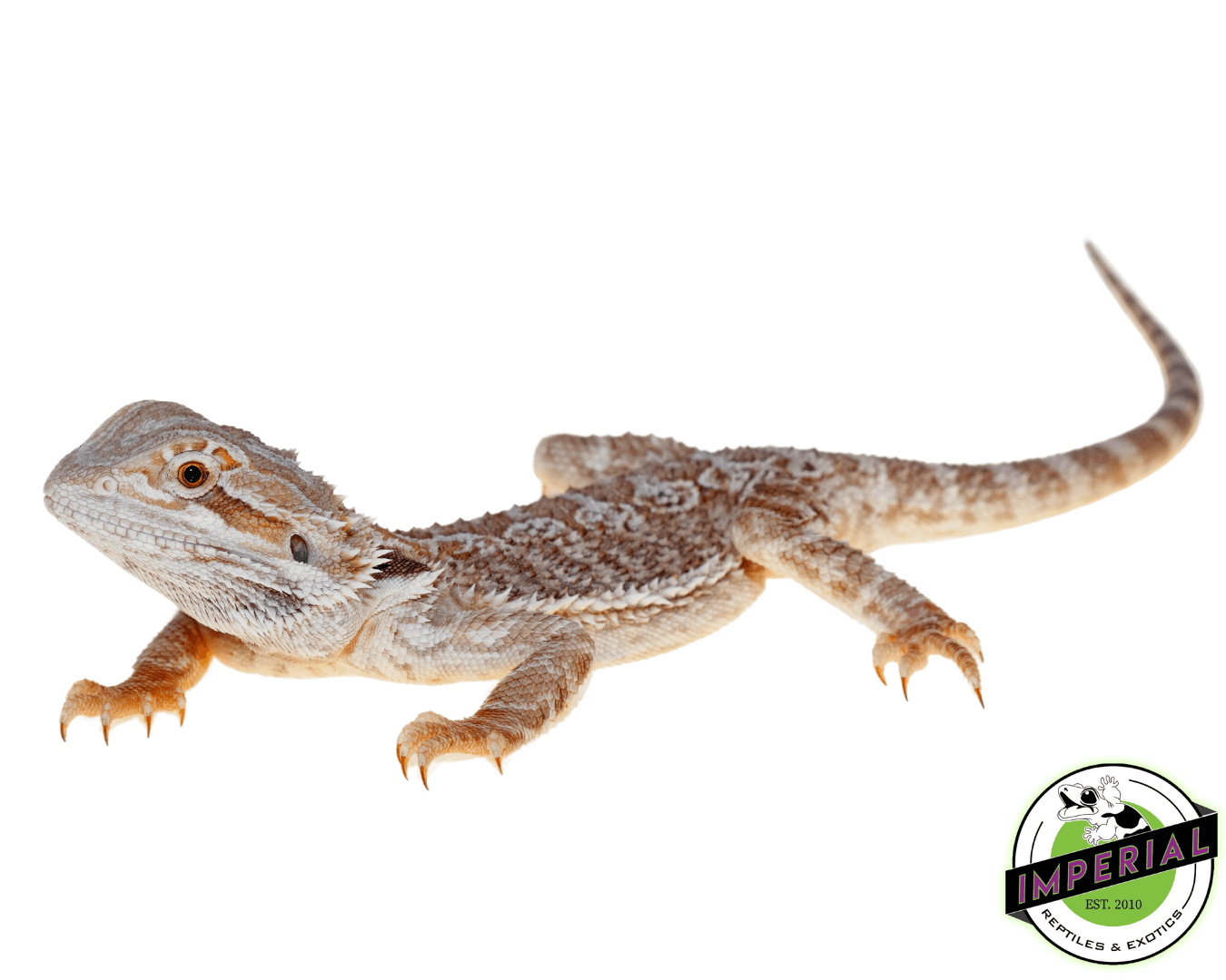 Bearded Dragon Baby