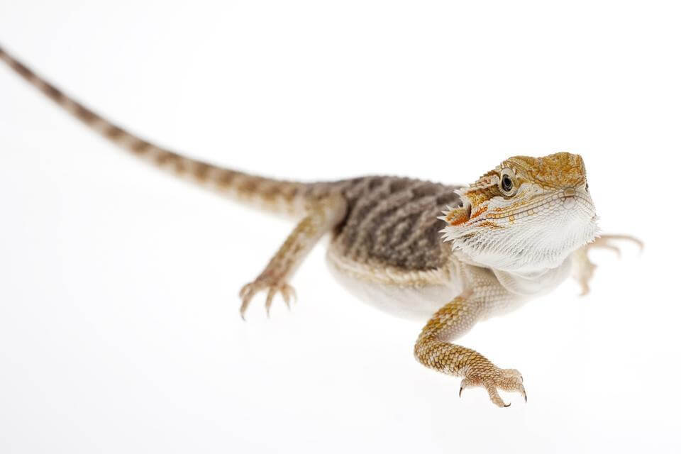 Bearded Dragon Baby — image 2
