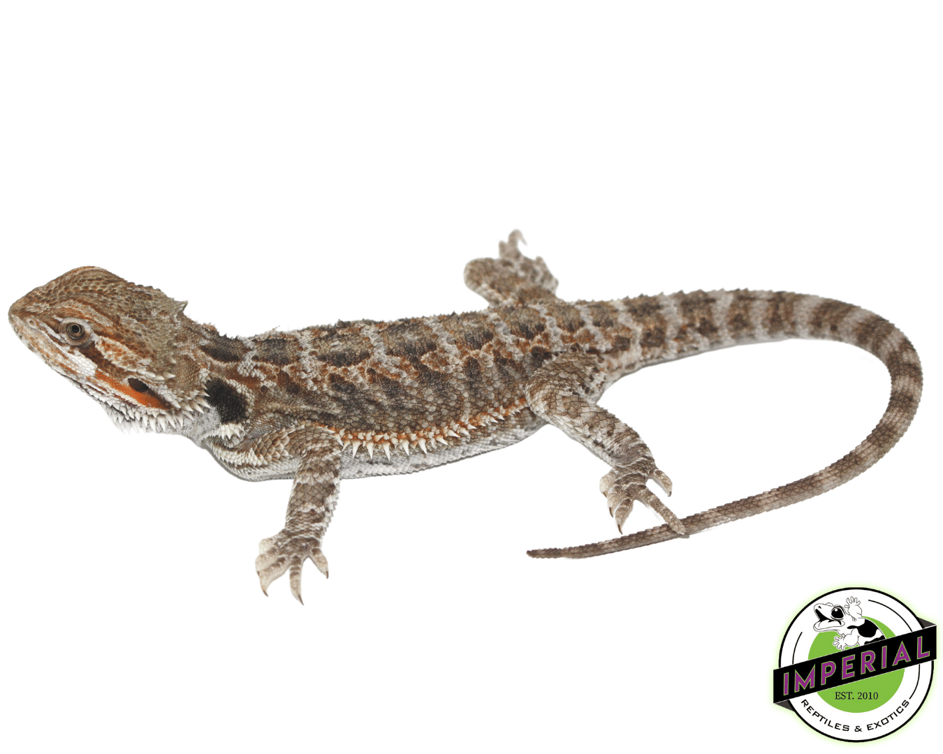 Bearded Dragon Juveniles — image 3