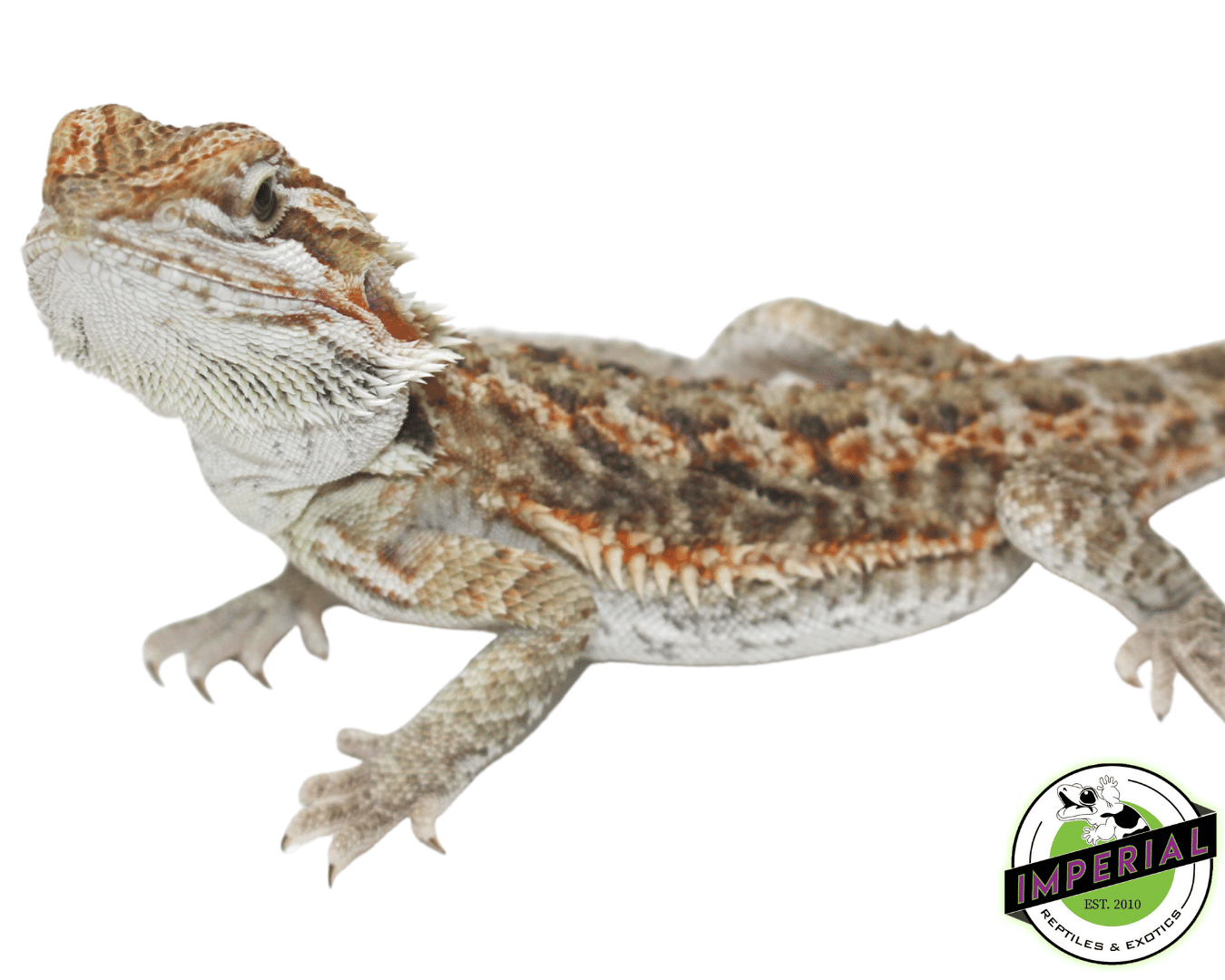 Bearded Dragon Juveniles — image 2