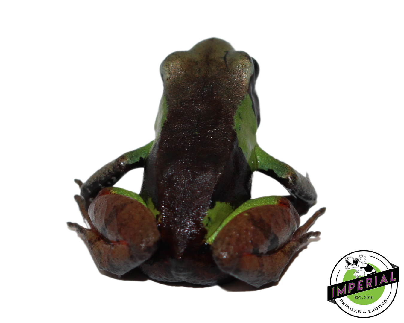 Beautiful Mantella