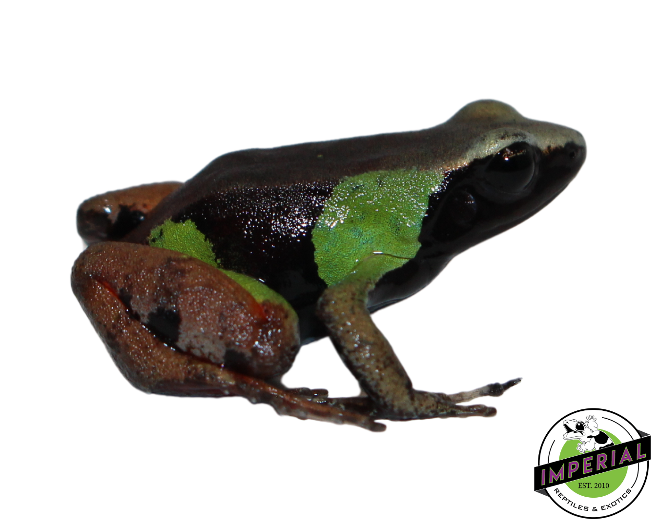 Beautiful Mantella — image 2