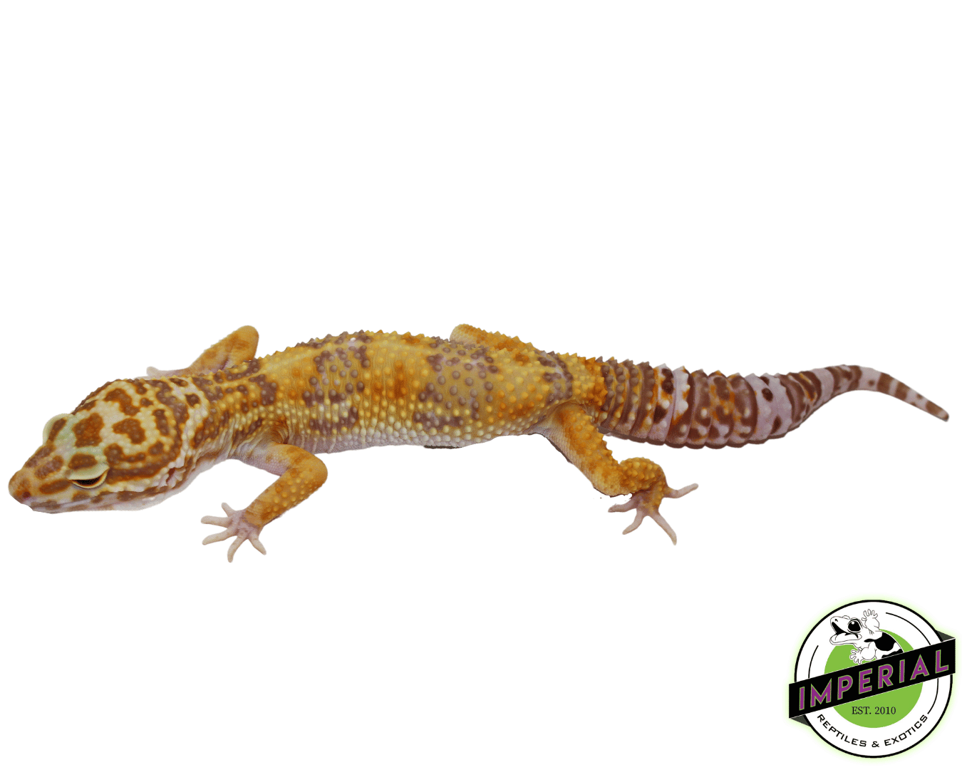 Bell Albino Leopard Gecko Young Adult — image 2