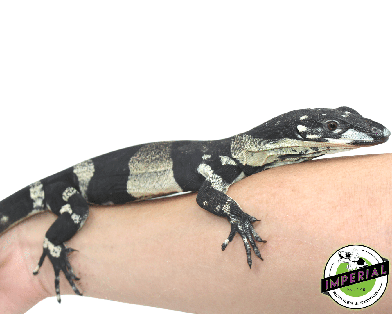 Bell's Phase Lace Monitor Baby — image 2