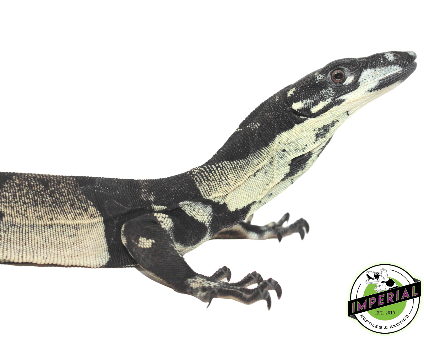 Bell's Phase Lace Monitor Baby — image 3