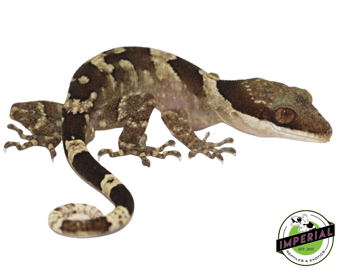 Bent Toe Gecko