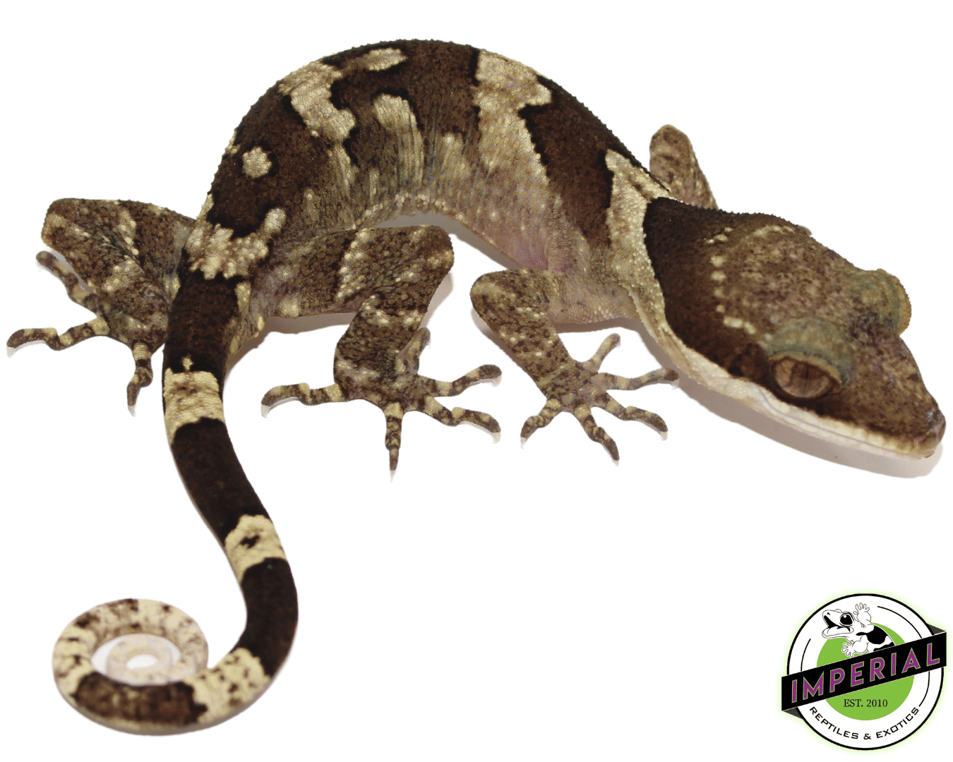 Bent Toe Gecko — image 2