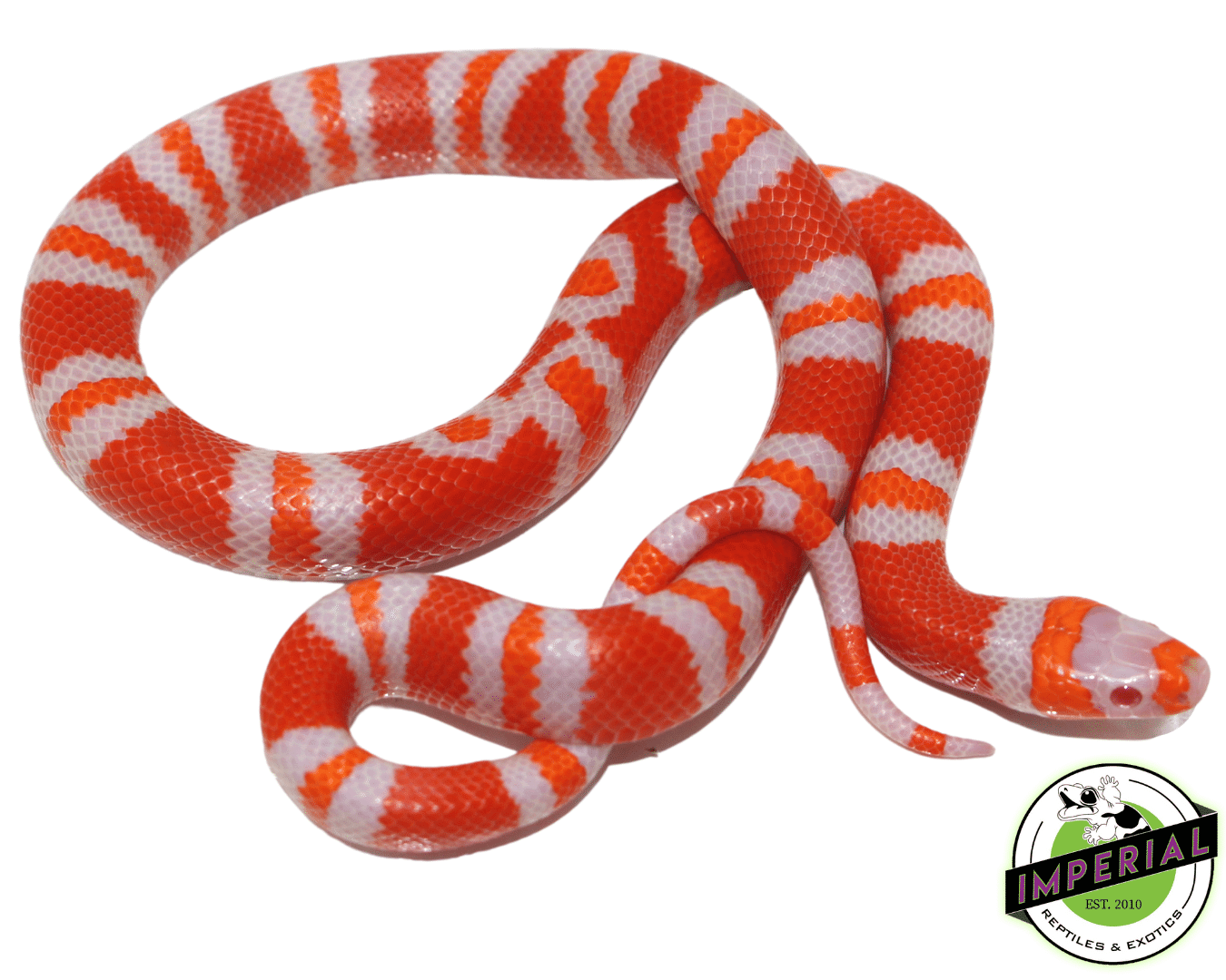 Bi-Color Tangerine Albino Honduran Milksnake Baby — image 2