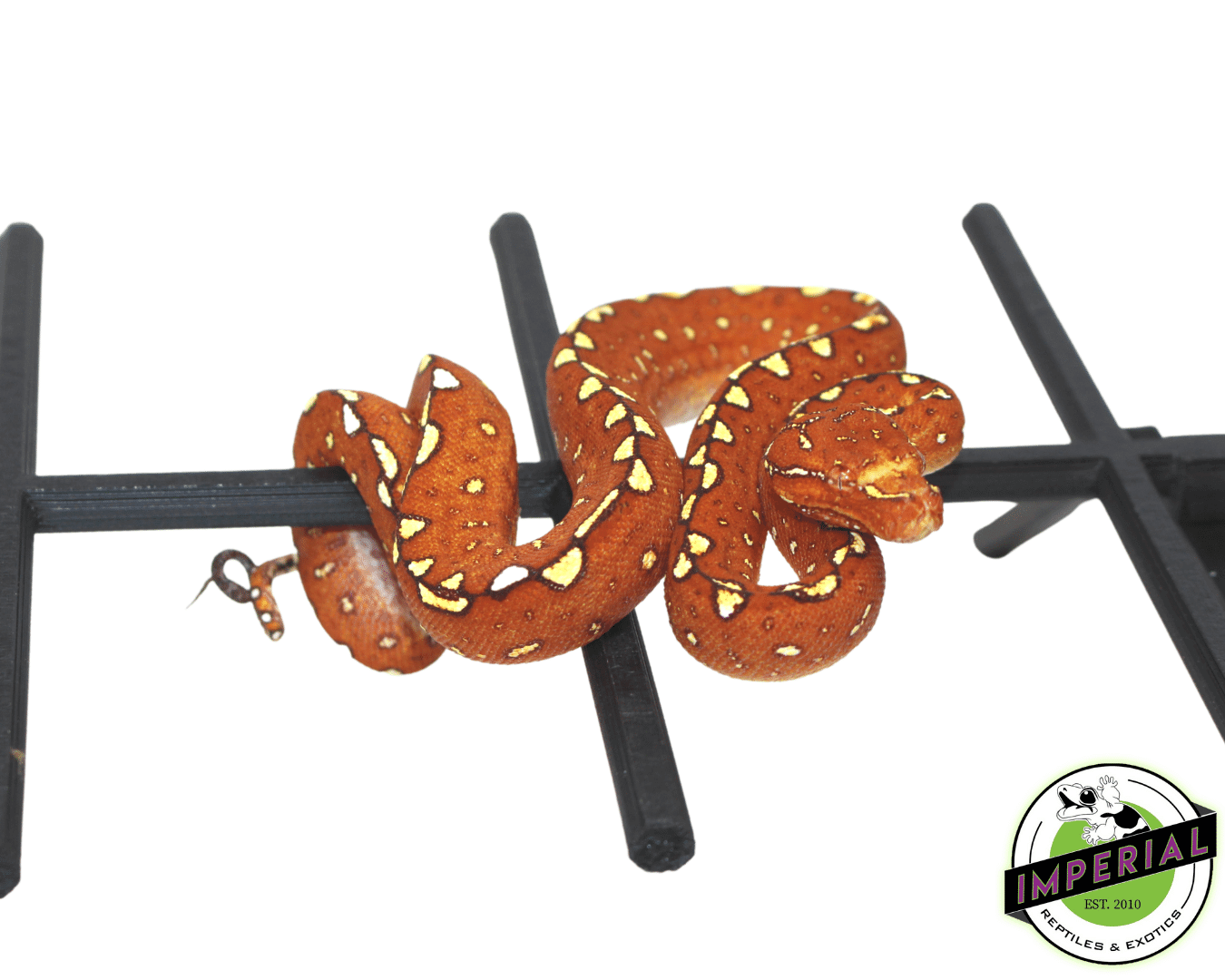 Biak Green Tree Python “Red” Neonate
