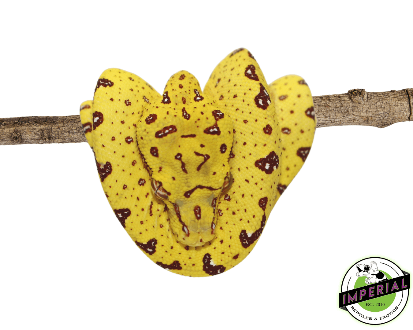 Biak Green Tree Python “Yellow” Neonate — image 2