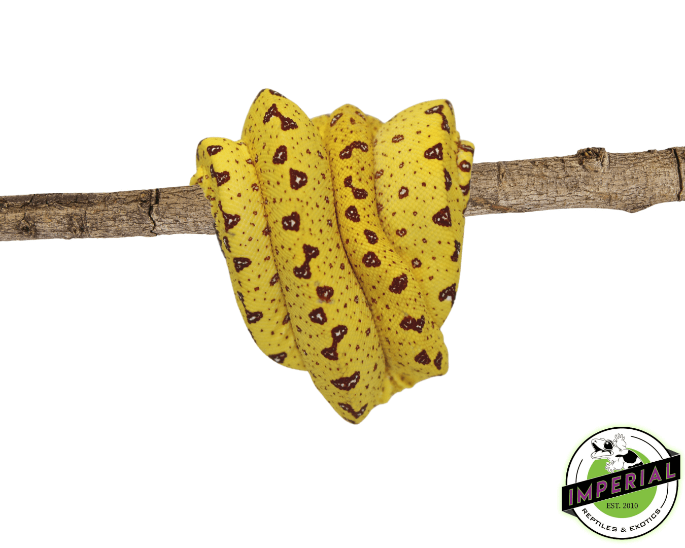 Biak Green Tree Python “Yellow” Neonate — image 3