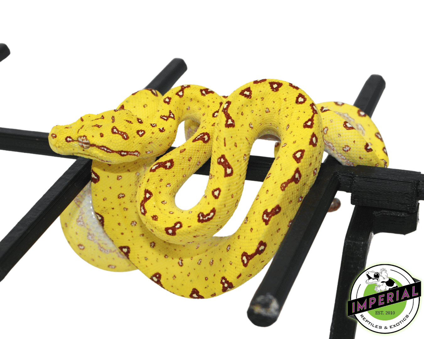 Biak Green Tree Python “Yellow” Neonate