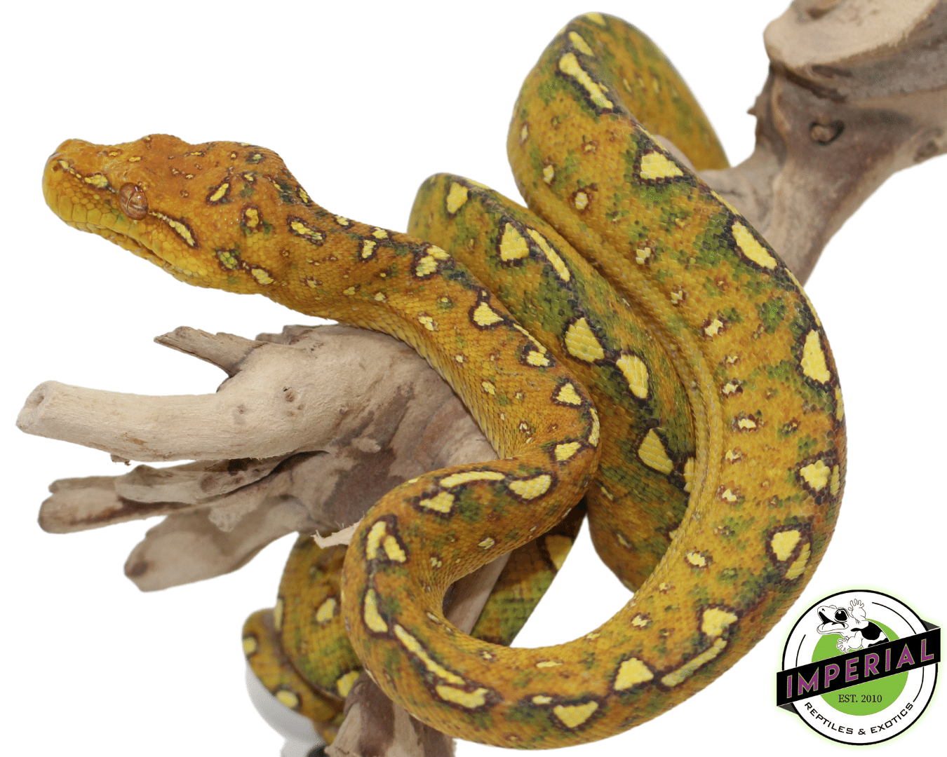 Biak Green Tree Python — image 3