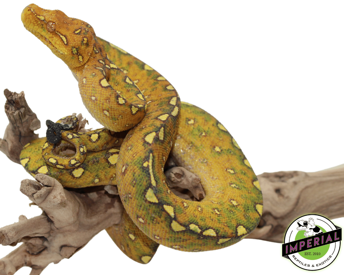 Biak Green Tree Python — image 2