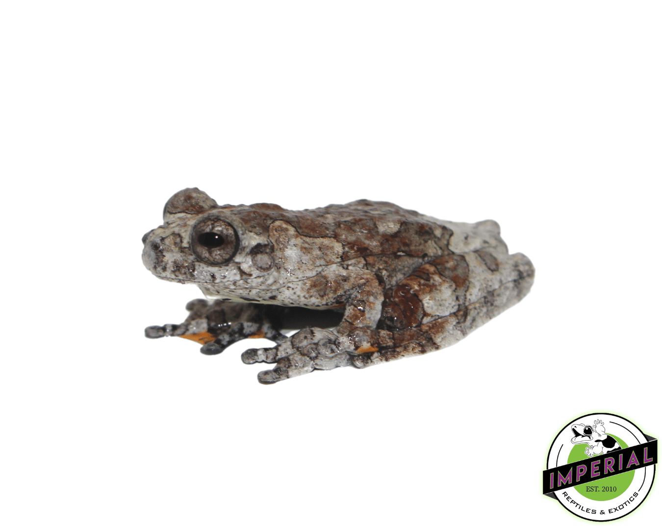 Bird Poop Tree Frog