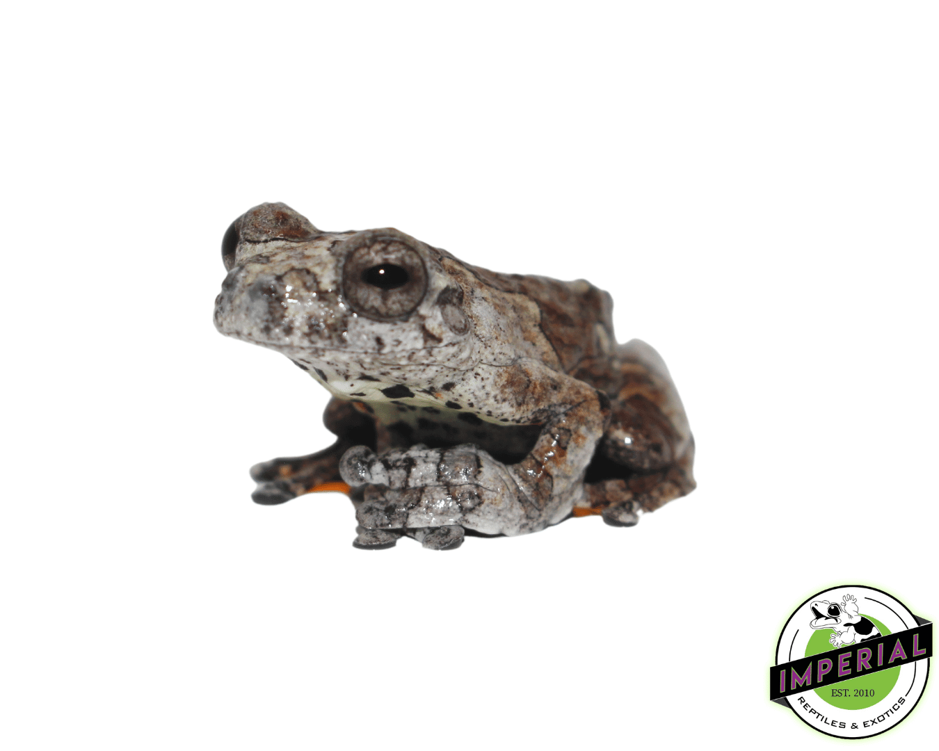 Bird Poop Tree Frog — image 2