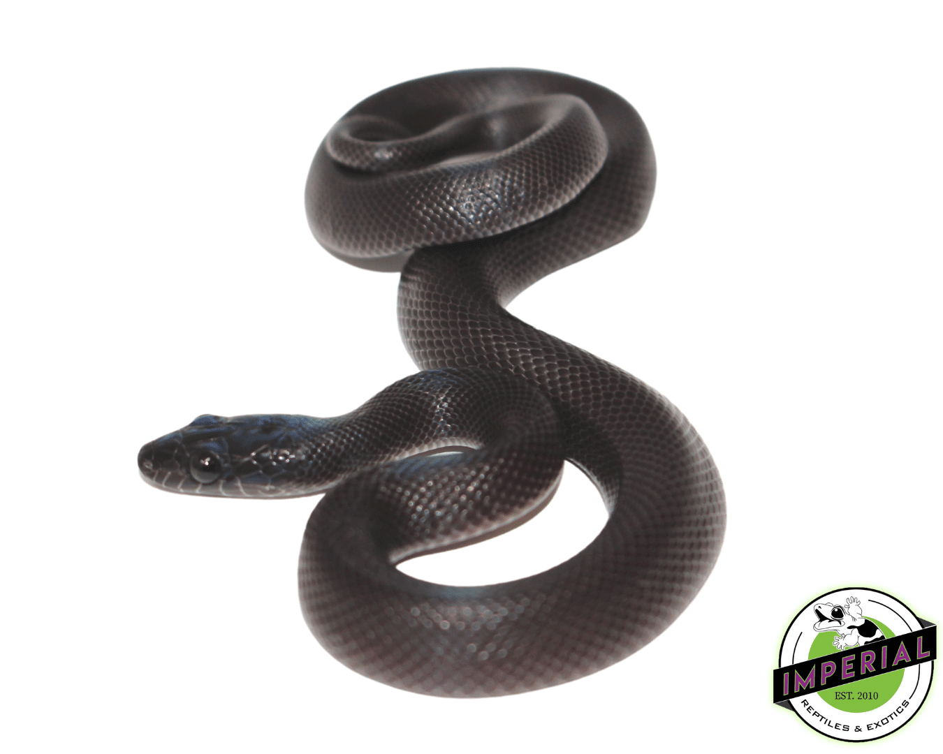 Black African House Snake Baby