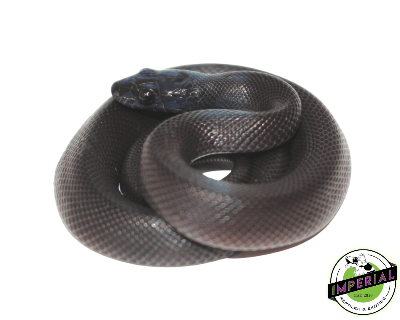 Black African House Snake Baby — image 2