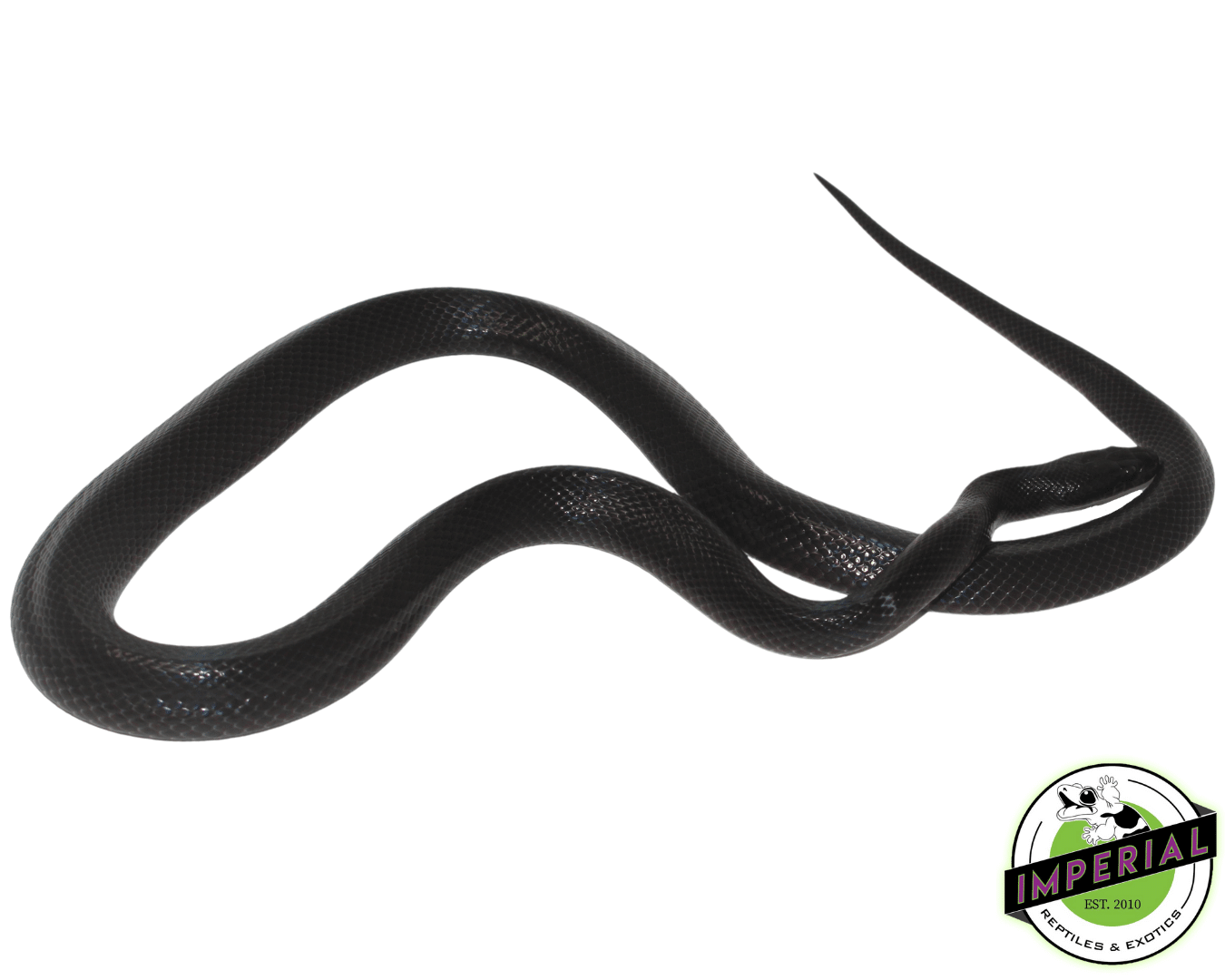Black African House Snake — image 2