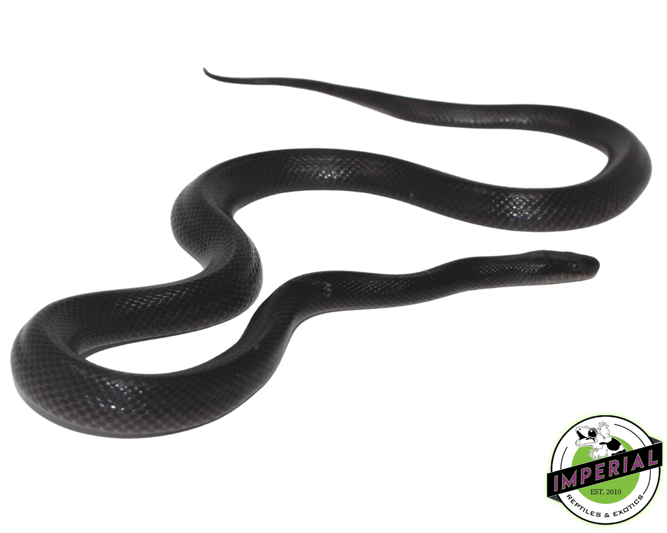 Black African House Snake