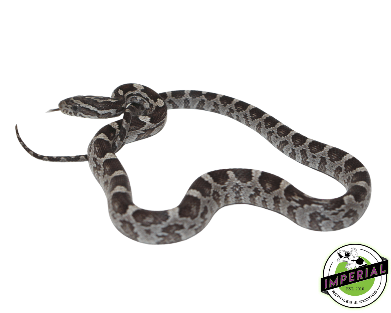 Black Corn Snake